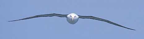 Black-browed Albatross (Thalassarche melanophris) photo